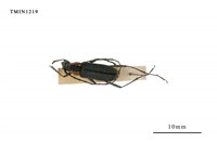 藏品(淡黑紅天牛)的圖片